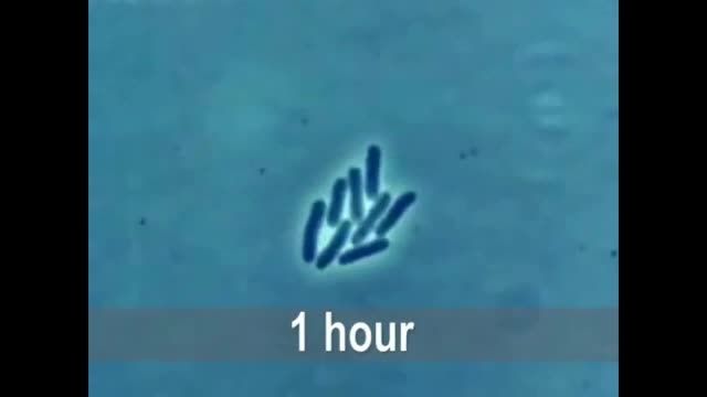 how many after 24 hours|تقسیمات باکتری