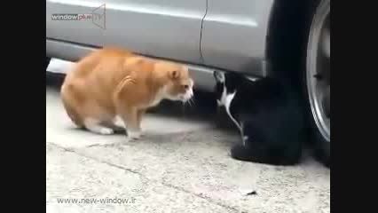 گربه ها چگونه با هم دعوا می کنند؟ &quot;دیدنی&quot;