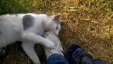 گربه ای که کفشمو خورد!!!
