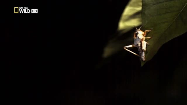 شکار لحظه ای حشرات توسط آفتاب پرست