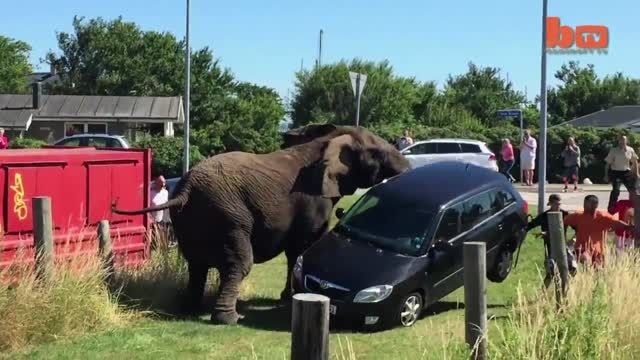 بلند کردن ماشین توسط فیل HD
