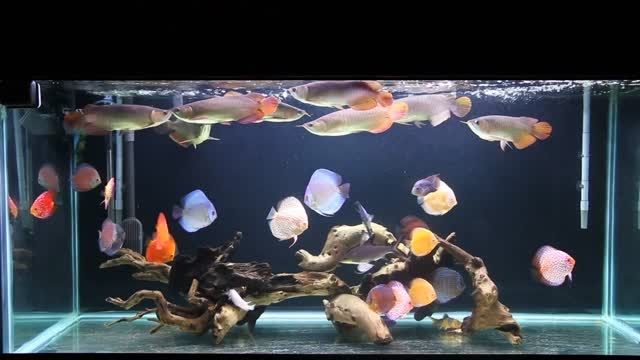 آکواریوم بسیار زیبای ماهیان دیسکس و آروانای رنگارنگ