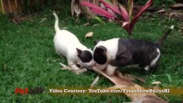 معرفی نژاد American Pit  Bull Terrier