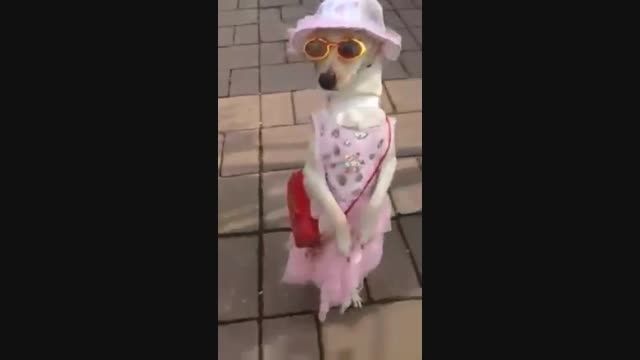سگی که لباس قنشگی پوشیده همراه با آهنگ