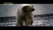 سلطان درندگان(دوبله فارسی) خرس قطبی 1 تنی