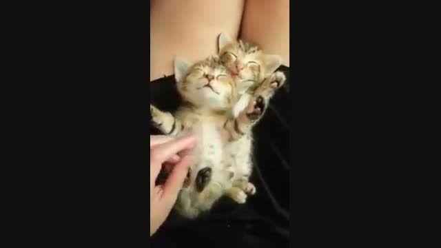 نوزاش کردن دو گربه کوچولوی تازه متولد بسیار دیدنی وجالب