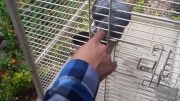 دست زدن به طوطی در باغ پرندگان تهران