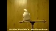 رقص عربی پرنده