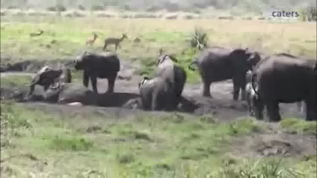 هجوم مرگبار گله برای نجات بچه فیل
