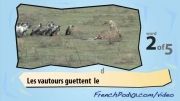 آموزش فرانسه با ویدیو 13 (پرنده ها 2)