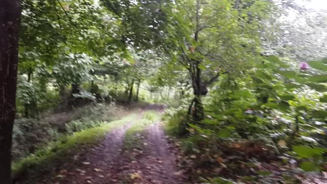 پیاده روی وسط جنگل