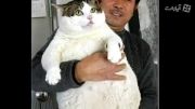 چاقترین گربه جهان