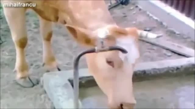 آیا گاوها باهوش هستند؟؟؟؟؟؟؟