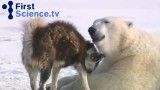 رفاقت عجیب خرس های قطبی با سگها