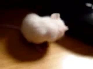 Little White Mouse