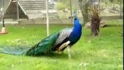 باز شدن  دم طاووس زیبا