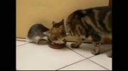تا حالا دوستی گربه رو با موش دیده بودی؟!!......تام و جری