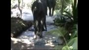 کشته شدن فیلبان و همدردی فیل