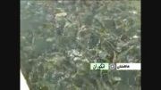 پروش ماهی منطقه انگوران شهرستان ماهنشان