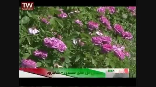 گلهای محمدی باغ بهشت در سال 94