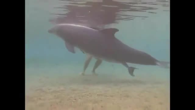زایمان دلفین