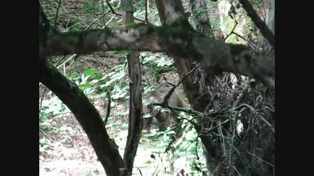 فیلمبرداری از دو خرس قهوه ای در مناطق جنگلی بهشهر