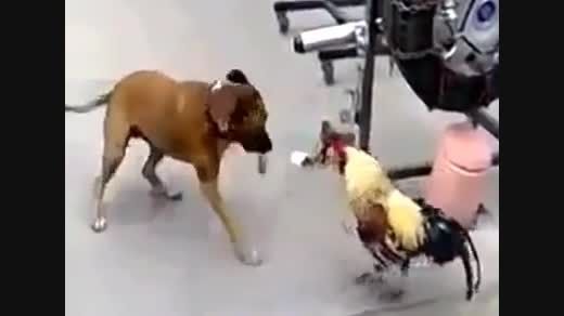 جنگیدن خروس با سگ