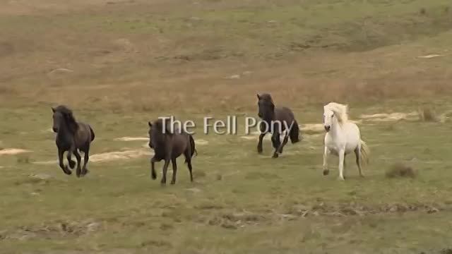 ّFell Pony