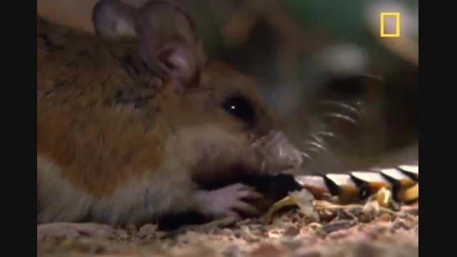 هزار پای غول پیکر و سمج علیه موش های فداکار - NatGeo