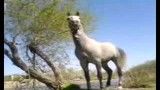 اسب زیبا شورستان