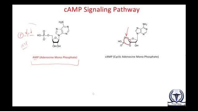 Cyclic AMP Pathway (cAMP Pathway)