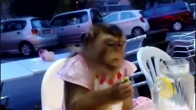 ناهار خوردن میمون در رستوران