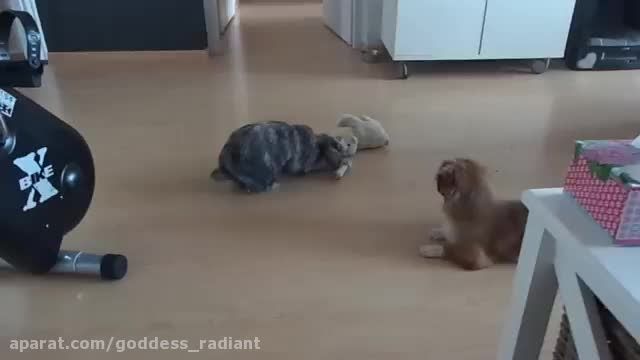 بازی کردن خرگوش با سگ