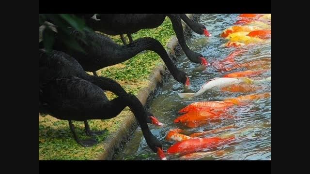غذادادن پرندگان به ماهی!!