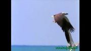 خطرناک ترین ها - جنگ عقاب ها در آسمان