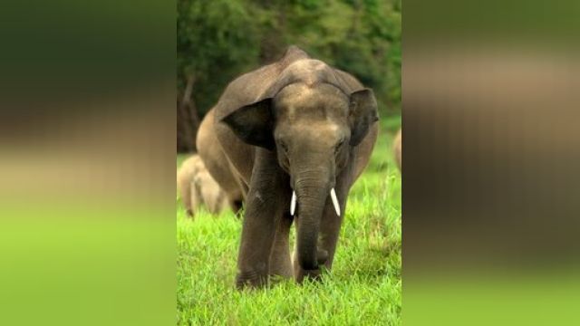 دانلود فیلم انقراض فیل آسیایی  1997 - Extinctions 2 - The Asian Elephant