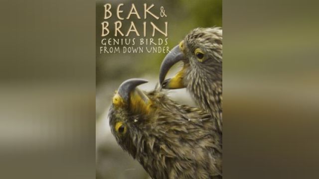 فیلم منقار و مغز: پرندگان نابغه Beak & Brain - Genius Birds from Down Under (دوبله فارسی)