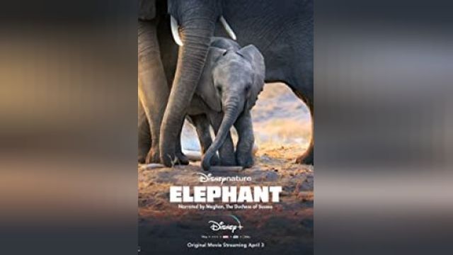 دانلود فیلم فیل 2020 - Elephant