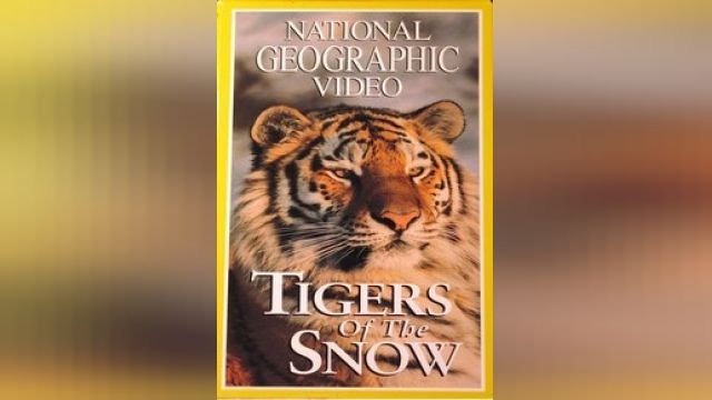 دانلود فیلم ببرهای برفی  1997 - NG Tigers of Snow