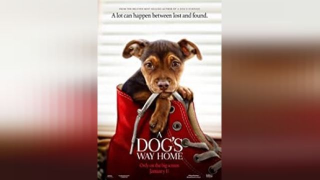 دانلود فیلم مسیر بازگشت یک سگ به خانه 2019 - A Dog's Way Home