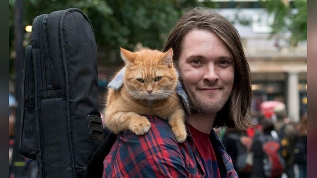 دانلود فیلم گربه خیابانی به نام باب 2016 - A Street Cat Named Bob
