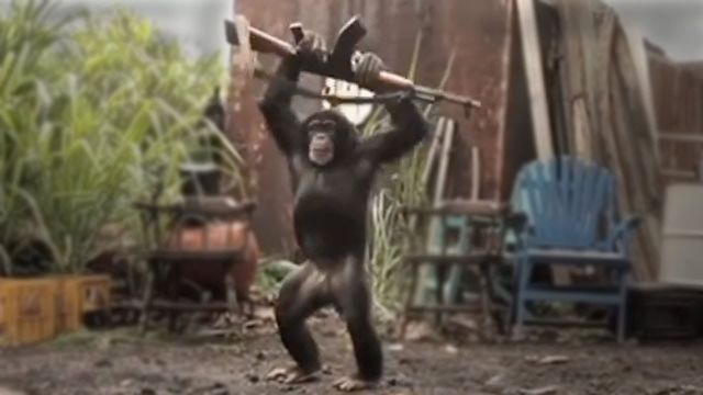 دزدیدن تفنگ AK47 توسط میمون در جنگل از انسانها