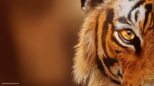 دانلود فیلم ببرهای در حال ظهور 2024 - Tigers on the Rise