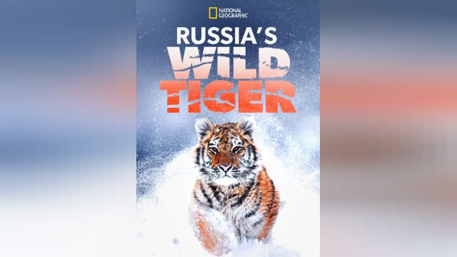 دانلود فیلم ببر وحشی روسیه 2022 - Russias Wild Tiger