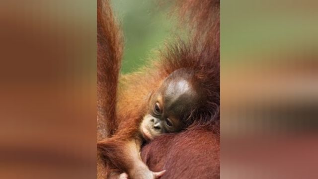 دانلود فیلم انقراض اورانگوتان  - Extinctions 4 - The Orangutan