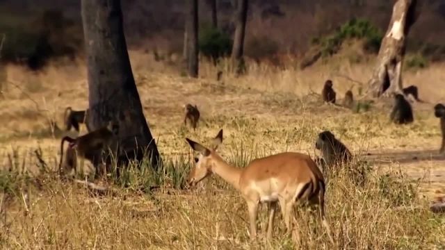 فیلم کوتاه هیجان انگیز از شکار حیوانات وحشی 