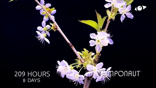 دانلود تایم لِپس (Timelapse) - شکوفه کردن درخت گیلاس