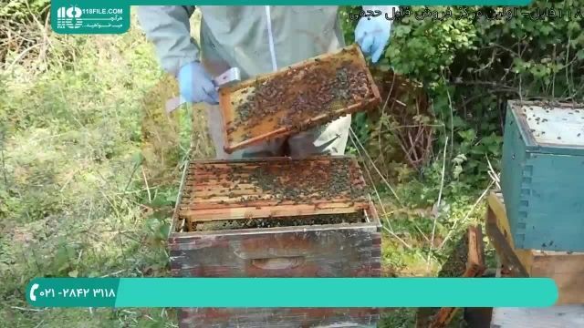 برسی انواع بیماری ها در زنبوران عسل
