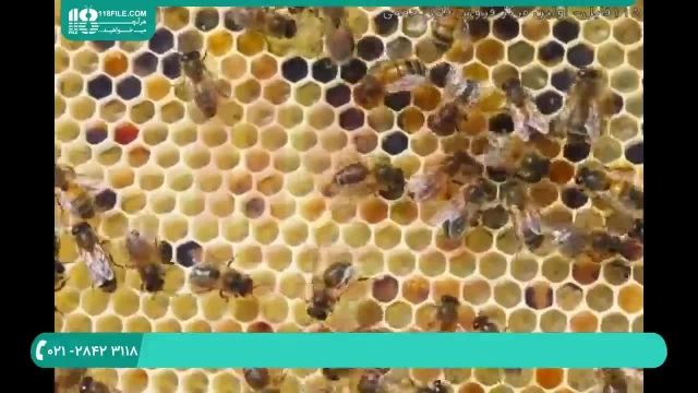 تکانی ها در پرورش زنبور عسل