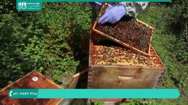 آموزش رایگان زنبورداری و پرورش زنبورعسل بصورت اصولی در سراسر کشور